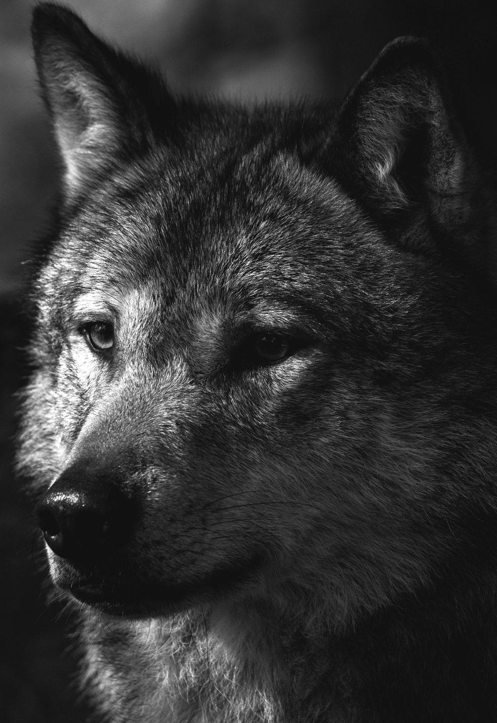 Retrato de un lobo gris en blanco y negro