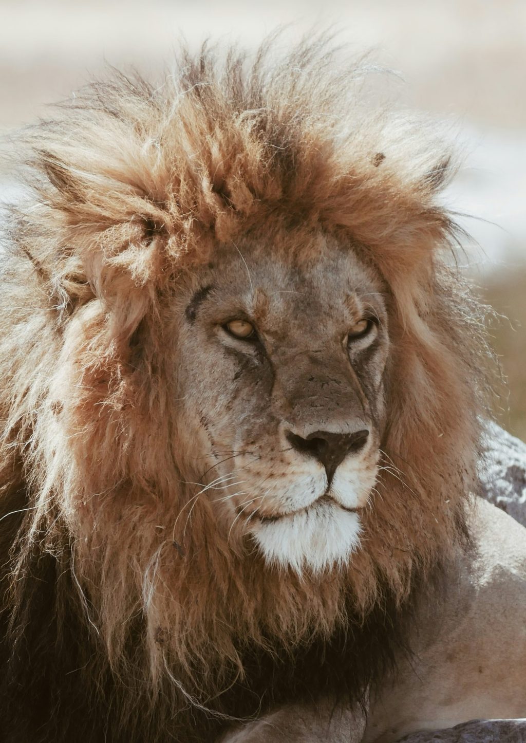 León macho descansando sobre una roca